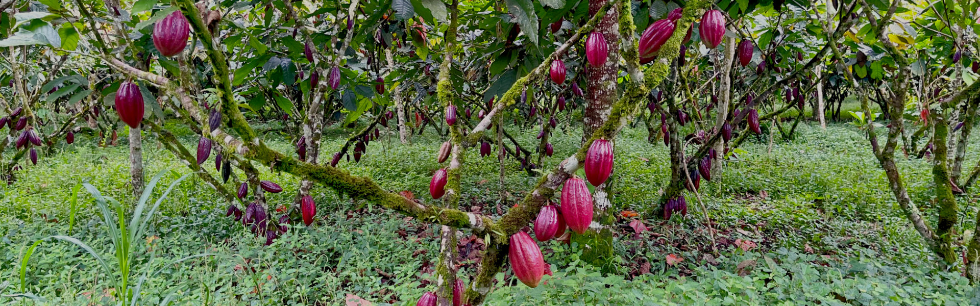 cacaotal con arboles llenos de fruta de cacao