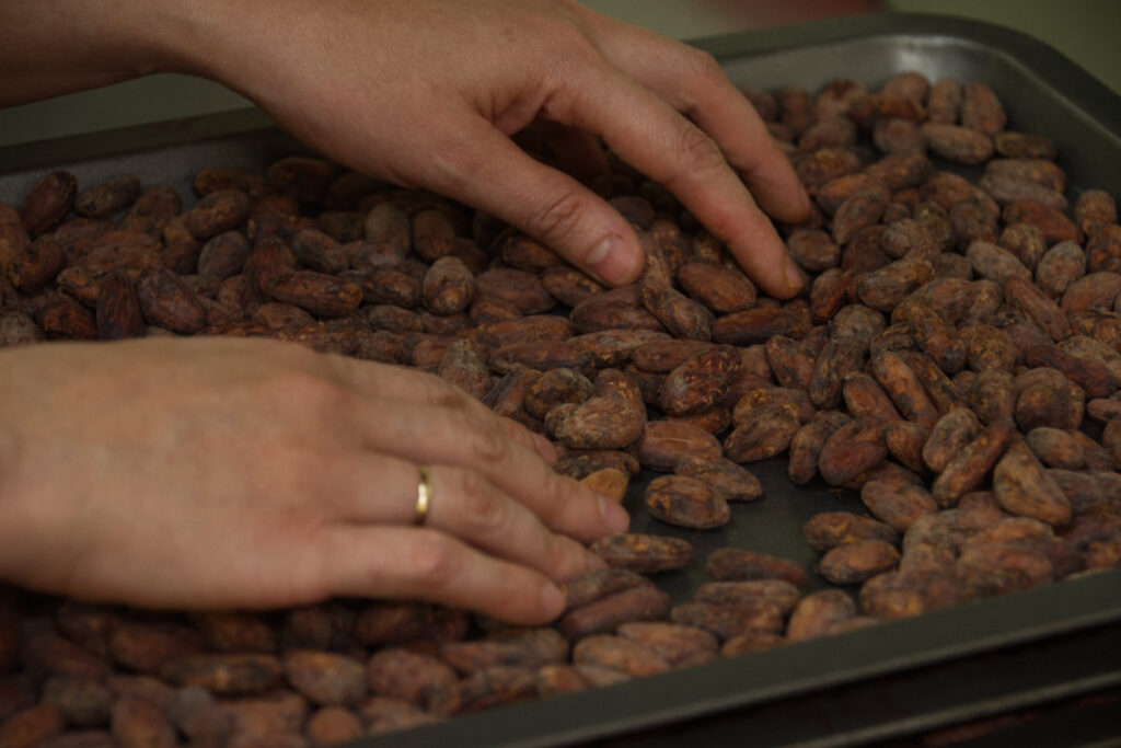 seleción de granos de cacao de excelencia