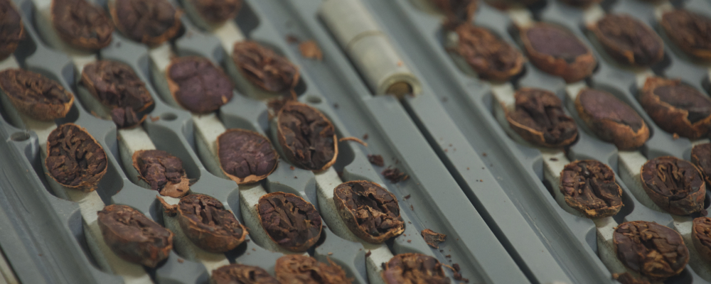 prueba de corte de granos de cacao de especialidad y excelencia